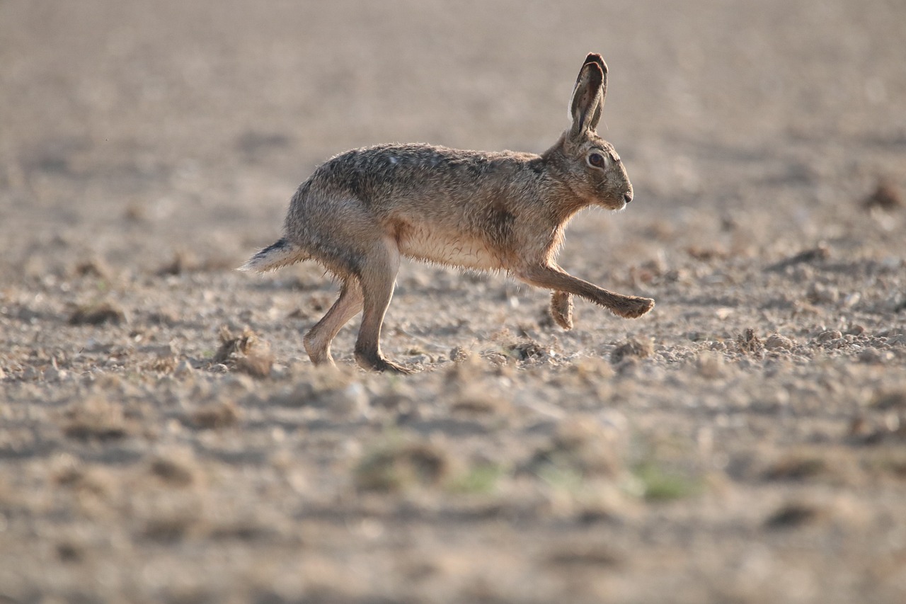 Conserving the Silent Sustainers - The Need for Soil Biodiversity Conservation